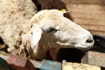 White lamb in wooden paddock