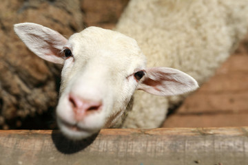 White lamb on farm