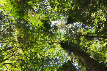 Fototapeta premium DNP Rainforest bottom up 2 sky