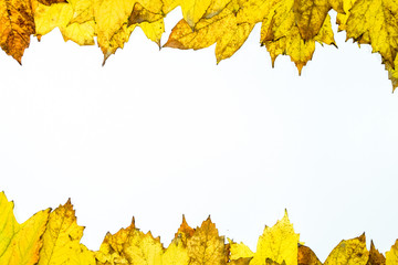 Autumn yellow maple leaves on a wooden background.
