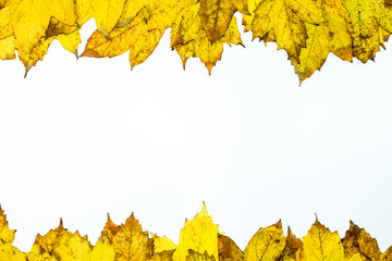 Autumn yellow maple leaves on a wooden background.