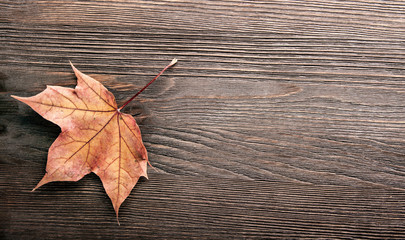 autumn leaf background with plaсe words and inscriptions, copy space (top view)
