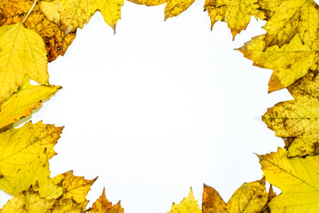 Naklejka na ściany i meble Autumn yellow maple leaves on a wooden background.