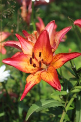 lily on green background