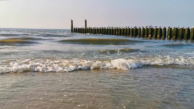 Waves in the sea and seagulls on wooden poles, The beach of domburg, Zeeland, The netherlands, Nature background video