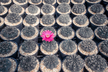 cactus.beautiful cactus flowers in port background.