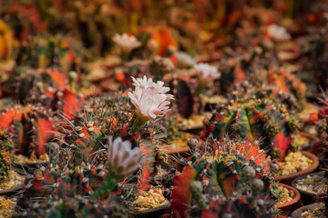 cactus.beautiful cactus flowers in port background.