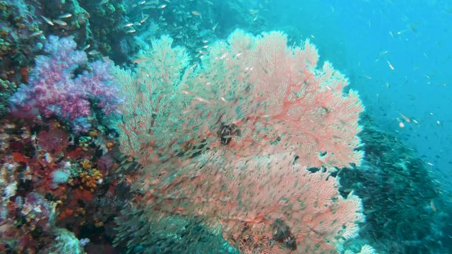 Tropical fish on a coral reef in the Andaman Sea, Thailand