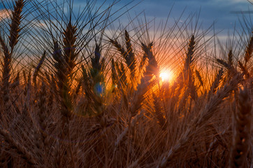 rye field at sunset mature ears on the background of sunset with sun flare
