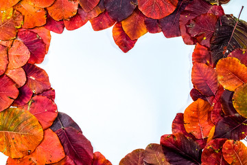 Autumn red leaflets of cotinus coggygria on a white background in the shape of heart. copyspace of...