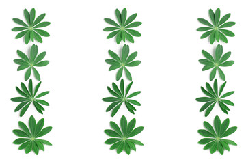 pattern of fresh leaves of lupine on a white background. flat lay, top view.