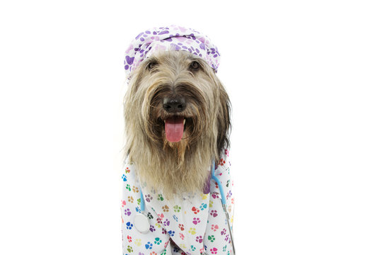 Dog dressed as veterinary wearing stethoscope,  hospital gown and hat. Isolated on white background.