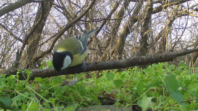 Bird searching for food in fields(Close up).