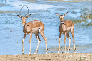 Impala ram and ewe next to a dam