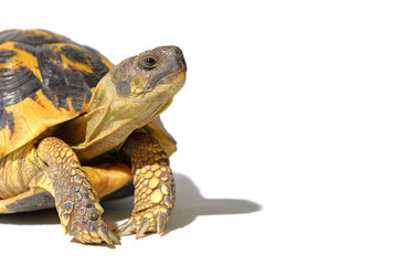 tortoise hermann side view, isolated on white background