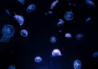 Medusas
