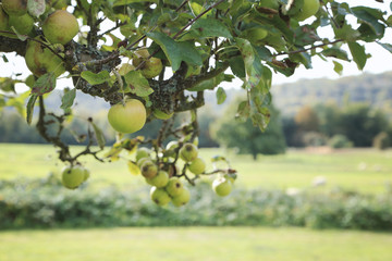Close up of apple tree branch with green apples fruits.