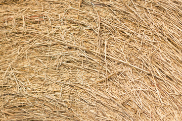 Light straw background closeup. hay tightly twisted macro