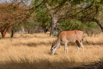 Naklejka na ściany i meble Common Eland - Taurotragus oryx, large rare antelope from African bushes and savannah, Senegal