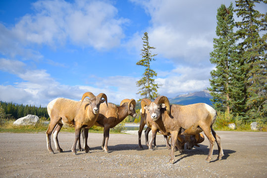 Grupo de carneros en manada en un bosque verde en el parque nacional de Jasper Alberta canada bajo un cielo azul