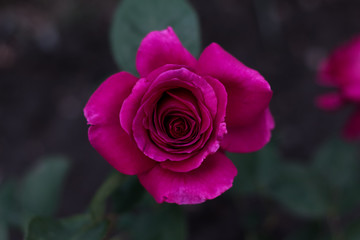 Pink rose flower closeup. A beautiful purple flower in the garden. Valentine's day.