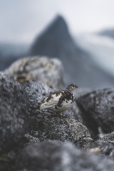 Arctic Ptarmigan 