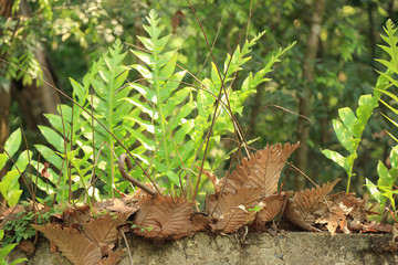 Big green Oakleaf fern, basket fern (Drynaria quercifolia) growing on the wall, Thailand, South east Asia.