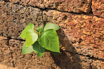 Small bodhi tree grow on laterite stone in sun light.
