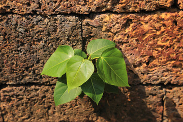 Small bodhi tree grow on laterite stone in sun light.