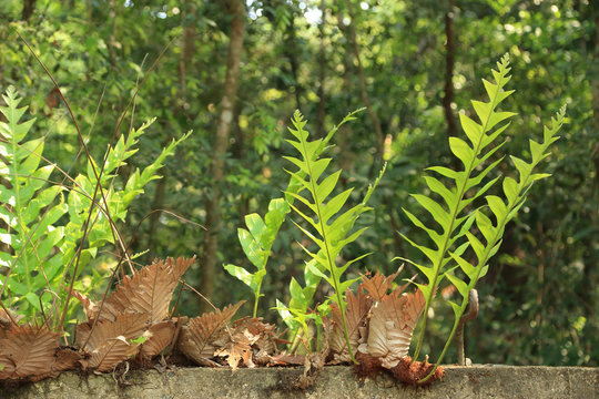 Big green Oakleaf fern, basket fern (Drynaria quercifolia) growing on the wall, Thailand, South east Asia.