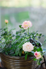 Floral close-up: flowering pink white rose flowers