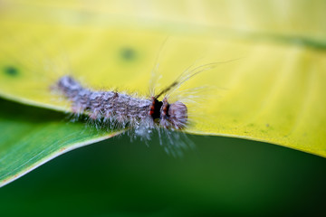 Caterpillar on old leaf in tropical jungle. Island Bali, Indonesia. Close up