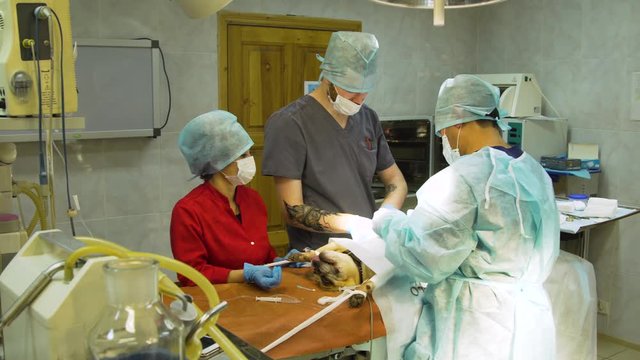 Veterinary with electrocoagulator make surgery for dog in the operating room of a veterinary clinic. Vets doing surgery in the clinic. Medicine, pet, animals, health care and people concept.