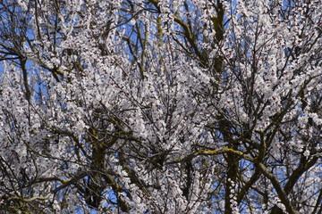 Obraz premium Apricot flowers on tree branches. Spring flowering garden.