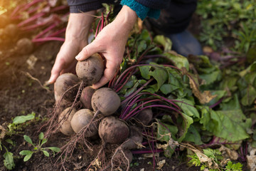 Beetroot harvest in farmer hands in garden. Harvesting organic vegetables