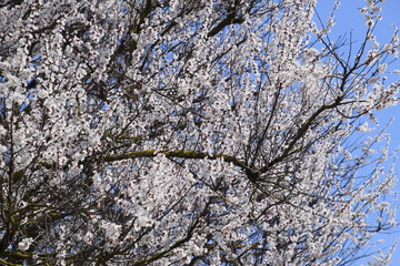 Apricot flowers on tree branches. Spring flowering garden.