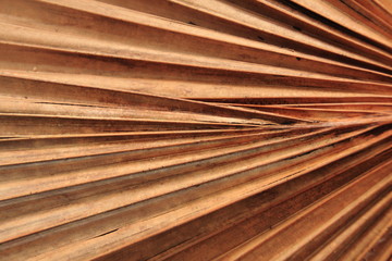 Dry palm leave texture brown color