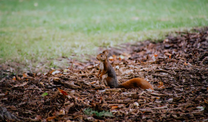 A Common Squirrel in a forest. Sciurus vulgaris