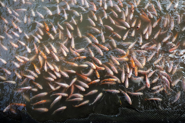 Red Tilapia Fish live in murky water at fish firm 