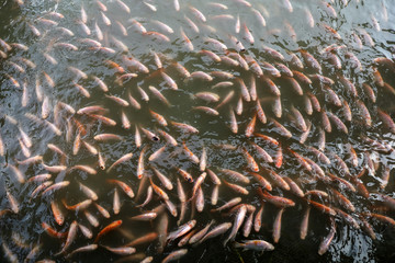 Red Tilapia Fish live in murky water at fish firm 