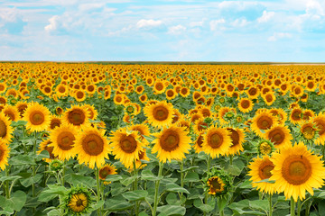 Fototapeta premium sunflowers field on sky background. Bright yellow, orange sunflower flower on field. Beautiful rural landscape of field in sunny summer day. Beautiful sunflower on farm field.