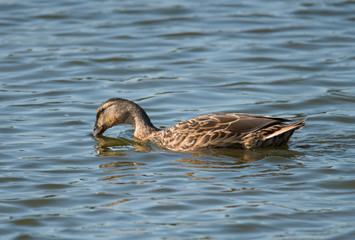 Juvenile shoveler duck in a pond at bird sanctionary Hjälstaviken west of Stockholm