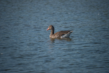 Geese at bird sanctionary Hjälstaviken west of Stockholm