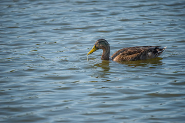 Fototapeta premium Juvenile shoveler duck in a pond at bird sanctionary Hjälstaviken west of Stockholm