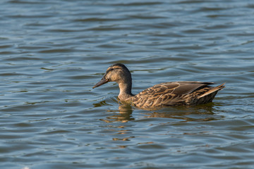 Juvenile shoveler duck in a pond at bird sanctionary Hjälstaviken west of Stockholm