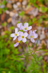 Pink wildflowers with yellow centers in field
