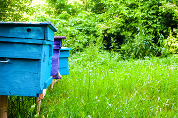 Colorful hives in apiary in a summer garden