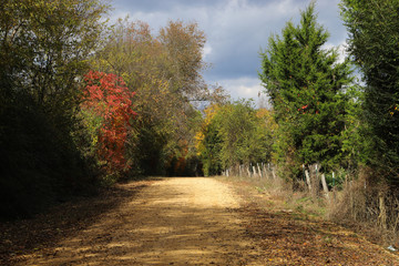 DIrt Road