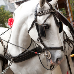 white beautiful horse in a harness