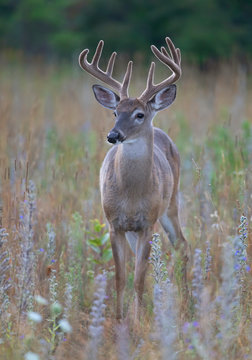 A White-tailed deer buck on an early morning with velvet antlers in summer in Canada